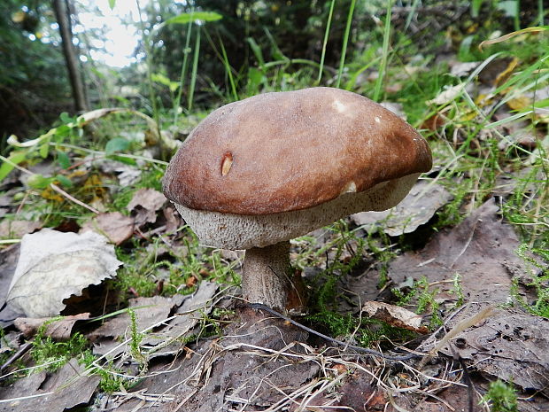 kozák brezový Leccinum scabrum (Bull.) Gray