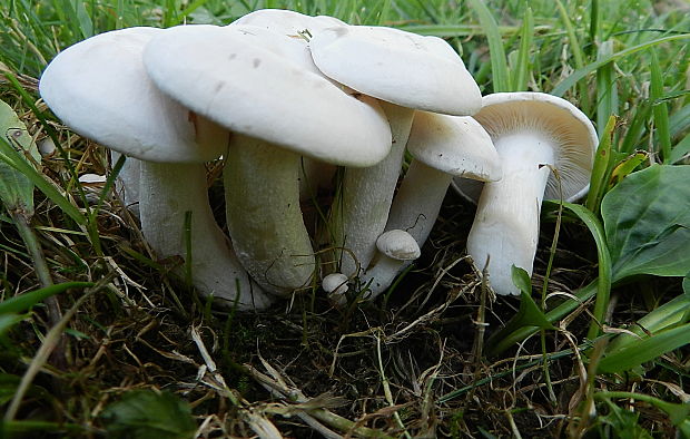 strmulec biely Lyophyllum connatum (Schumach.) Singer