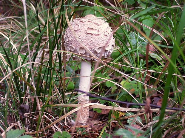 bedľa vysoká Macrolepiota procera (Scop.) Singer