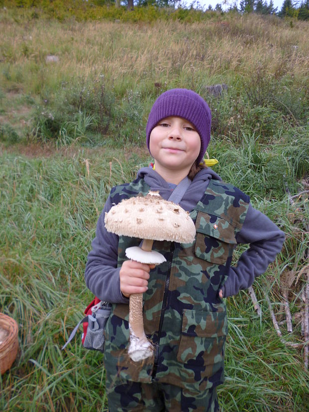 bedľa Macrolepiota sp.