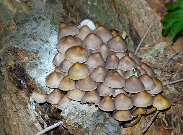 prilbička naklonená Mycena inclinata (Fr.) Quél.