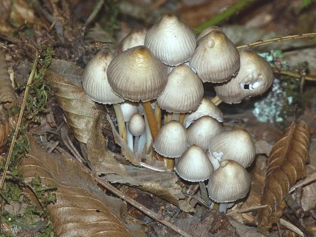 prilbička Mycena picta (Fr.) Harmaja