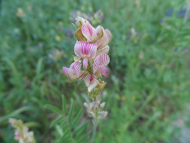 vičenec vikolistý Onobrychis viciifolia Scop.