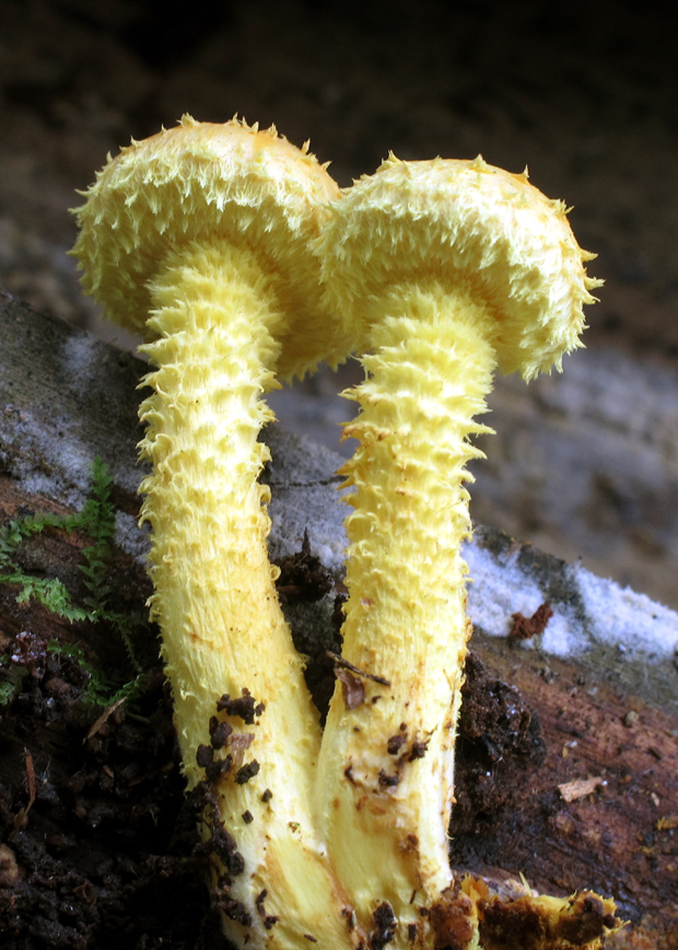 šupinovka ohnivá Pholiota flammans (Batsch) P. Kumm.