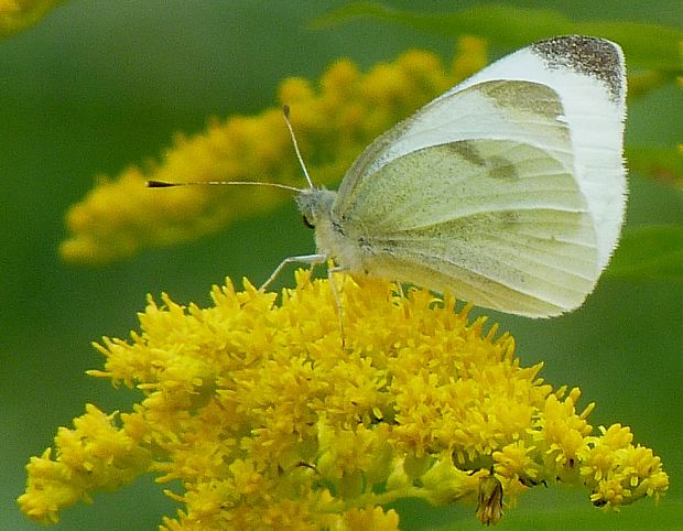 mlynárik repový Pieris rapae