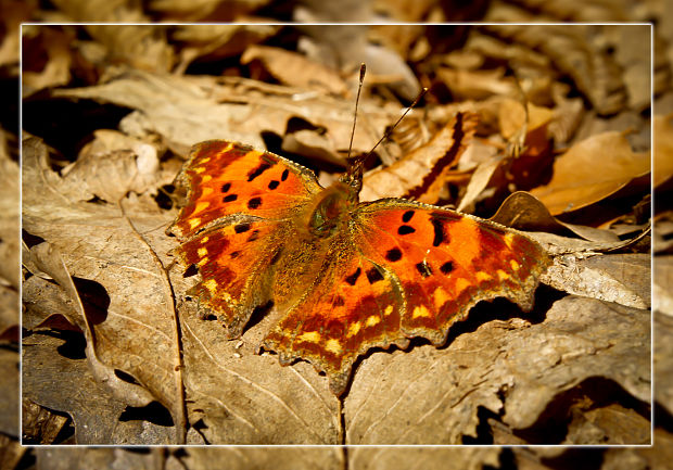 babôčka zubatokrídla Polygonia c-album