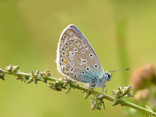 modráčik obyčajný Polyommatus icarus