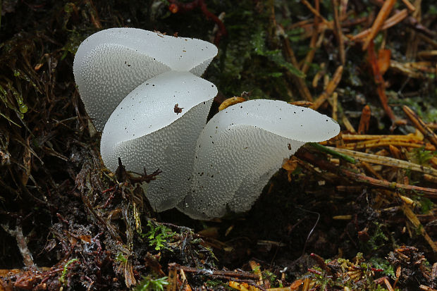 pajelenka želatínová Pseudohydnum gelatinosum (Scop.) P. Karst.