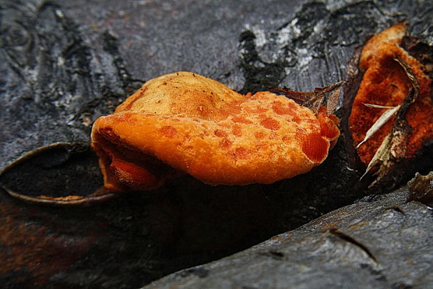 červenica rumelková Pycnoporus cinnabarinus (Jacq.) P. Karst.