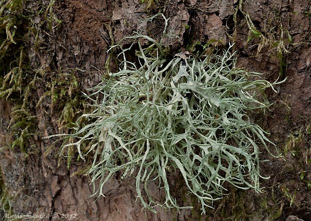 stužkovec Ramalina sp.