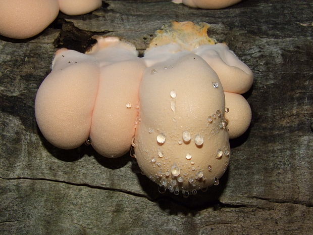 sieťnatka obyčajná Reticularia lycoperdon Bull.