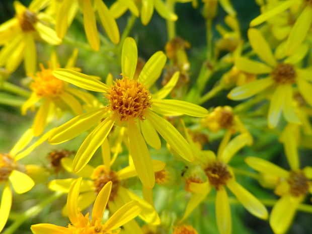 starček vajcovitolistý Senecio ovatus (P. Gaertn., B. Mey. et Scherb.) Willd.