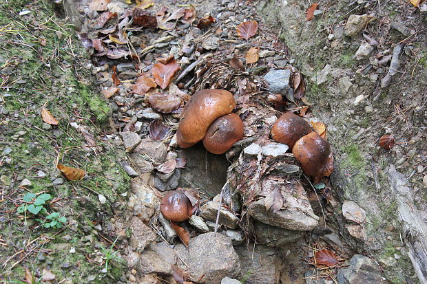 masliak obyčajný Suillus luteus (L.) Roussel