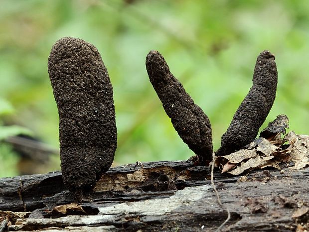 drevnatec kyjakovitý Xylaria polymorpha (Pers.) Grev.