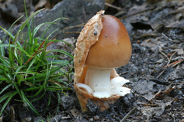 muchotrávka plavohnedá Amanita fulva Fr.