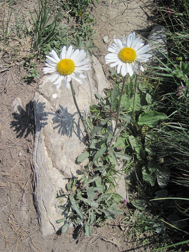 ruman Anthemis sp.