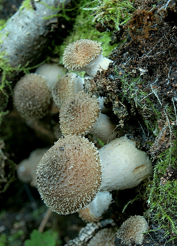 podpňovka obyčajná Armillaria mellea (Vahl) P. Kumm.