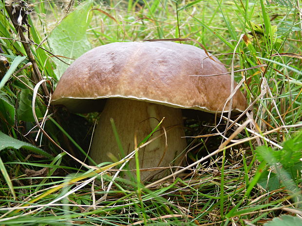 hríb smrekový Boletus edulis Bull.