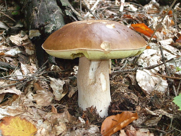 hríb smrekový Boletus edulis Bull.