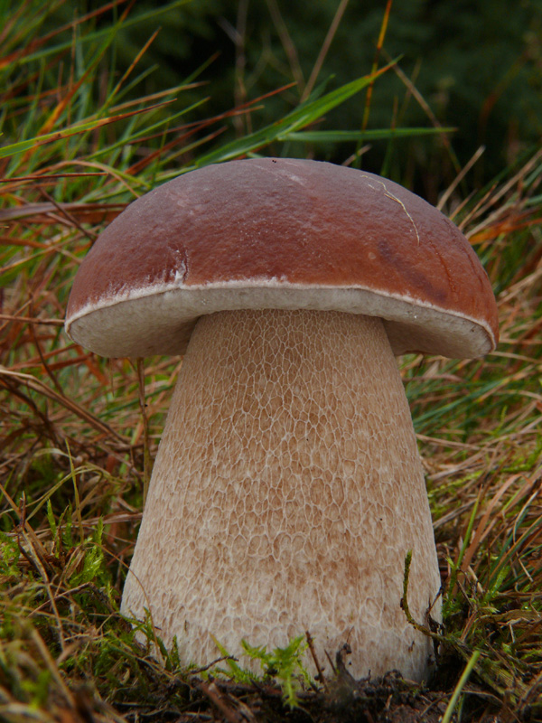 hríb smrekový Boletus edulis Bull.