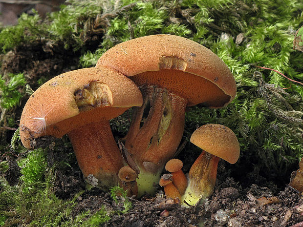 meďovec korenistý Chalciporus piperatus (Bull.) Bataille