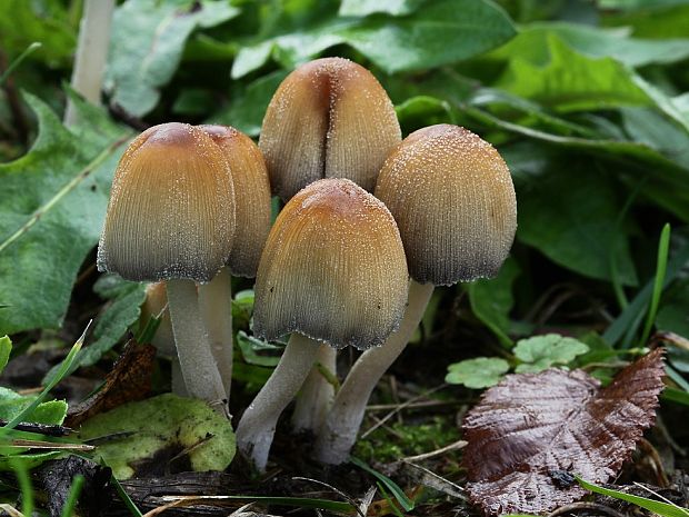 hnojník ligotavý Coprinellus micaceus (Bull.) Vilgalys, Hopple & Jacq. Johnson