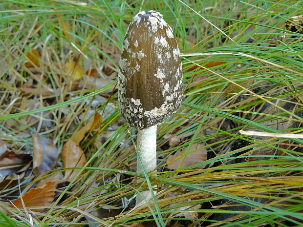 hnojník strakatý Coprinopsis picacea (Bull.) Redhead, Vilgalys & Moncalvo