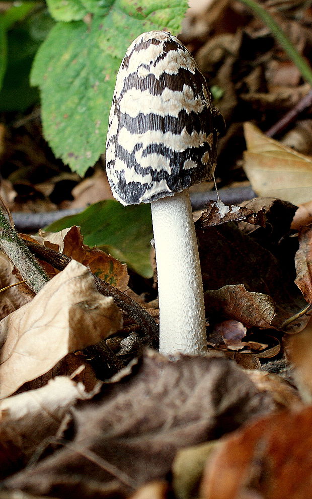 hnojník strakatý Coprinopsis picacea (Bull.) Redhead, Vilgalys & Moncalvo