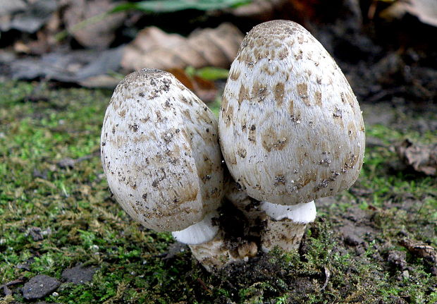 hnojník Romagnesiho Coprinopsis romagnesiana (Singer) Redhead, Vilgalys & Moncalvo