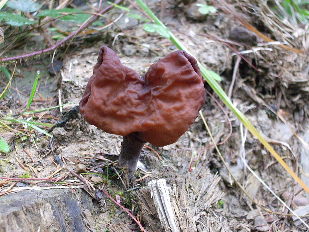 ušiak mitrovitý Gyromitra infula (Schaeff.) Quél.