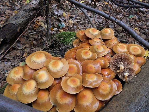 šupinačka menlivá  Kuehneromyces mutabilis (Schaeff.) Singer & A.H. Sm.