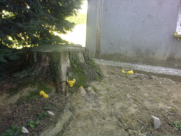 sírovec obyčajný Laetiporus sulphureus (Bull.) Murrill