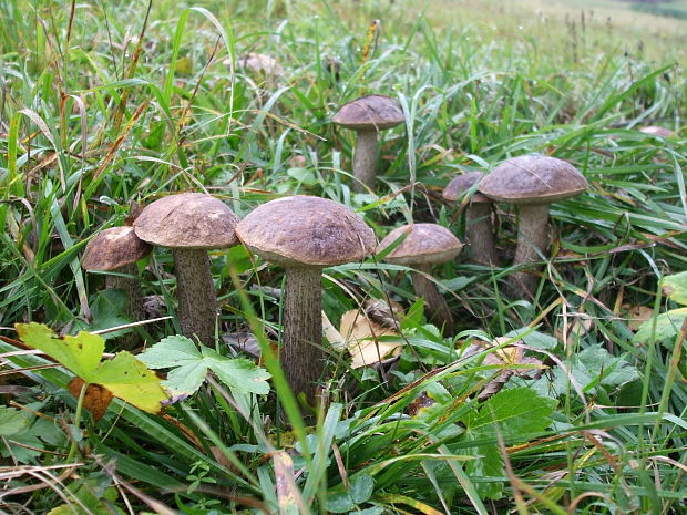 kozák brezový Leccinum scabrum (Bull.) Gray