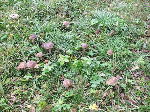 kozák brezový Leccinum scabrum (Bull.) Gray
