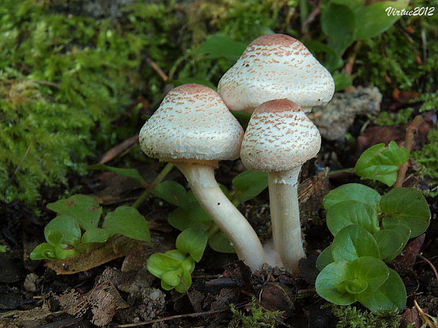 bedlička páchnúca Lepiota cristata Barla