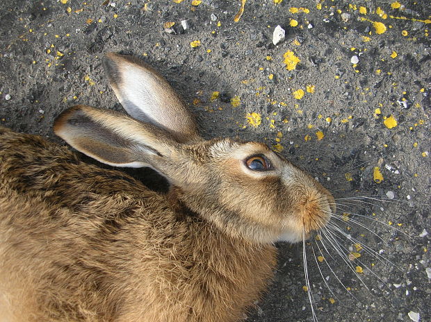 zajac poľný Lepus europaeus