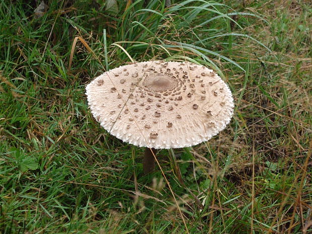 bedľa vysoká Macrolepiota procera (Scop.) Singer