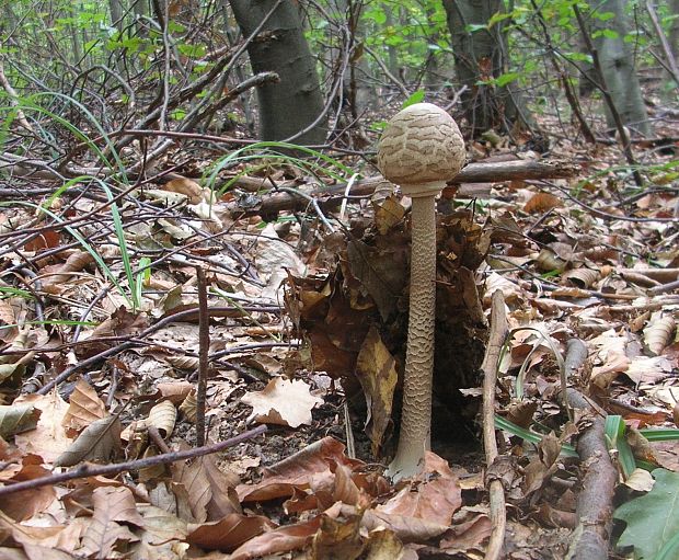 bedľa vysoká Macrolepiota procera (Scop.) Singer