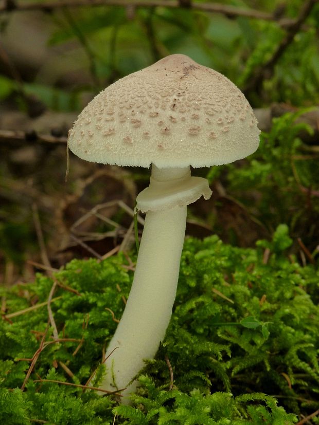 bedľa Macrolepiota sp.