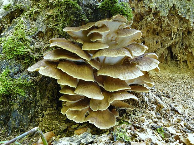 vejárovec obrovský Meripilus giganteus (Pers.) P. Karst.