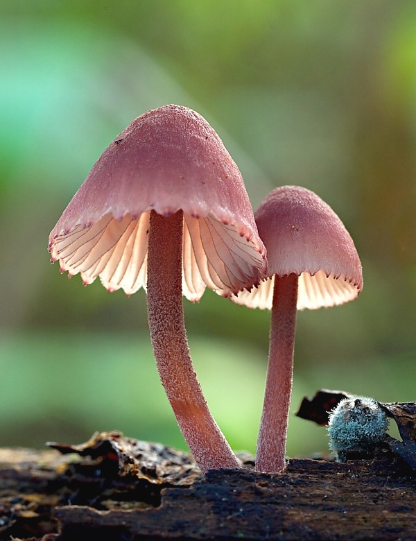 prilbička krvavomliečna Mycena haematopus (Pers.) P. Kumm.