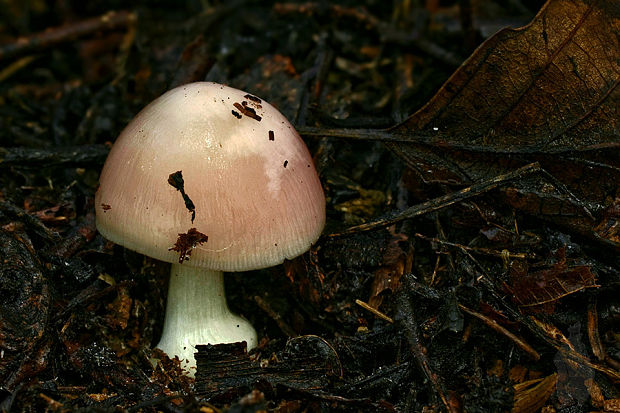 prilbička ružovkastá Mycena rosea Gramberg