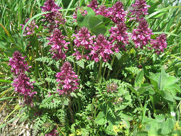 všivec praslenatý Pedicularis verticillata L.