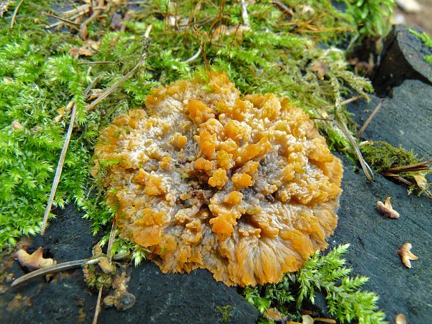 žilnačka oranžová Phlebia radiata Fr.