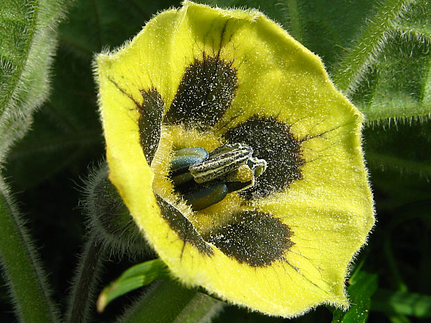 machovka peruánska Physalis peruviana L.