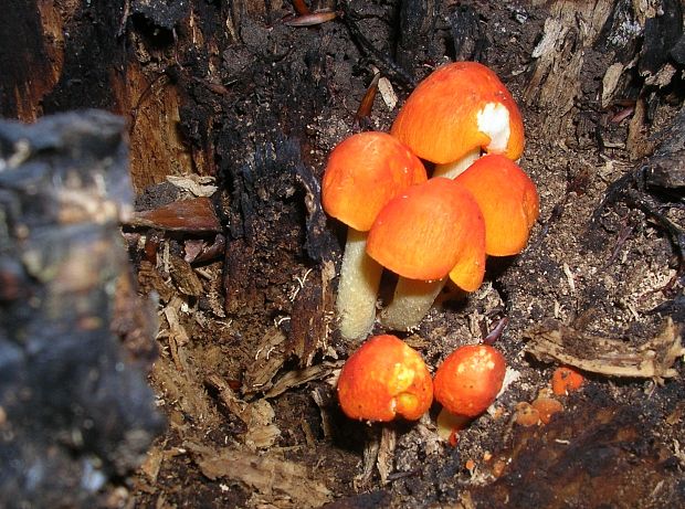 štítovka šarlátová Pluteus aurantiorugosus (Trog) Sacc.