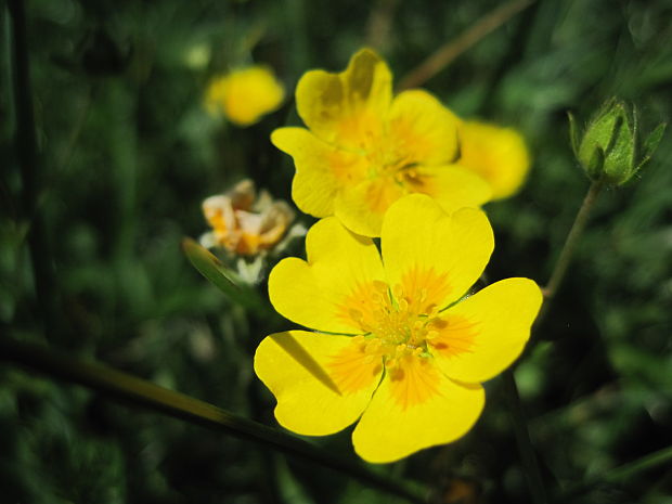 nátržník zlatý Potentilla aurea L.