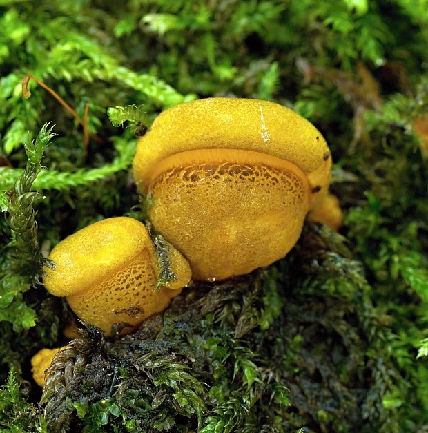 pňovka neskorá Sarcomyxa serotina (Pers.) P. Karst.