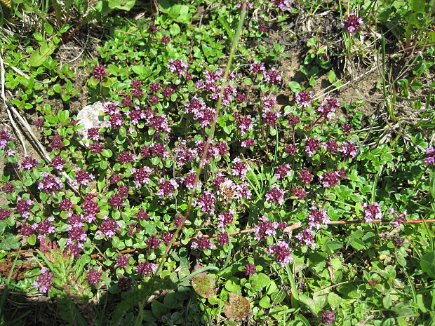 dúška Thymus sp.