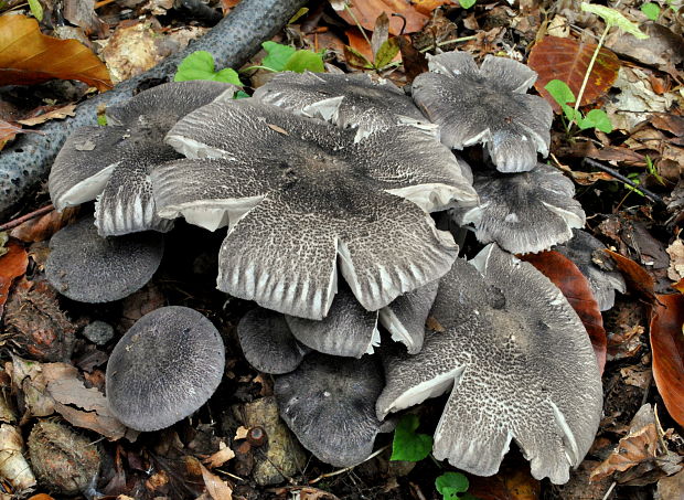 čírovka červenejúca Tricholoma orirubens Quél.